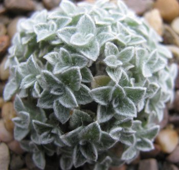 Helichrysum pagophilum